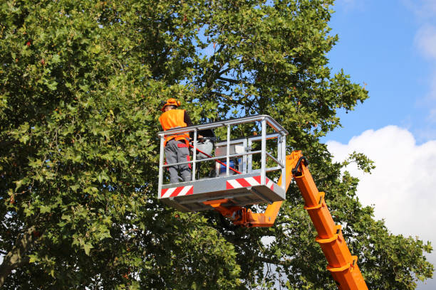 Best Tree Removal Contractors  in Rm Beach, WA